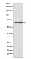 CoREST Antibody
